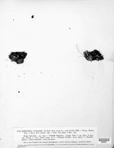 Lichenomphalia umbellifera image